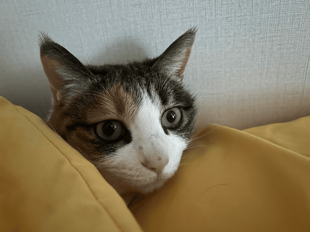 3번 째 사진