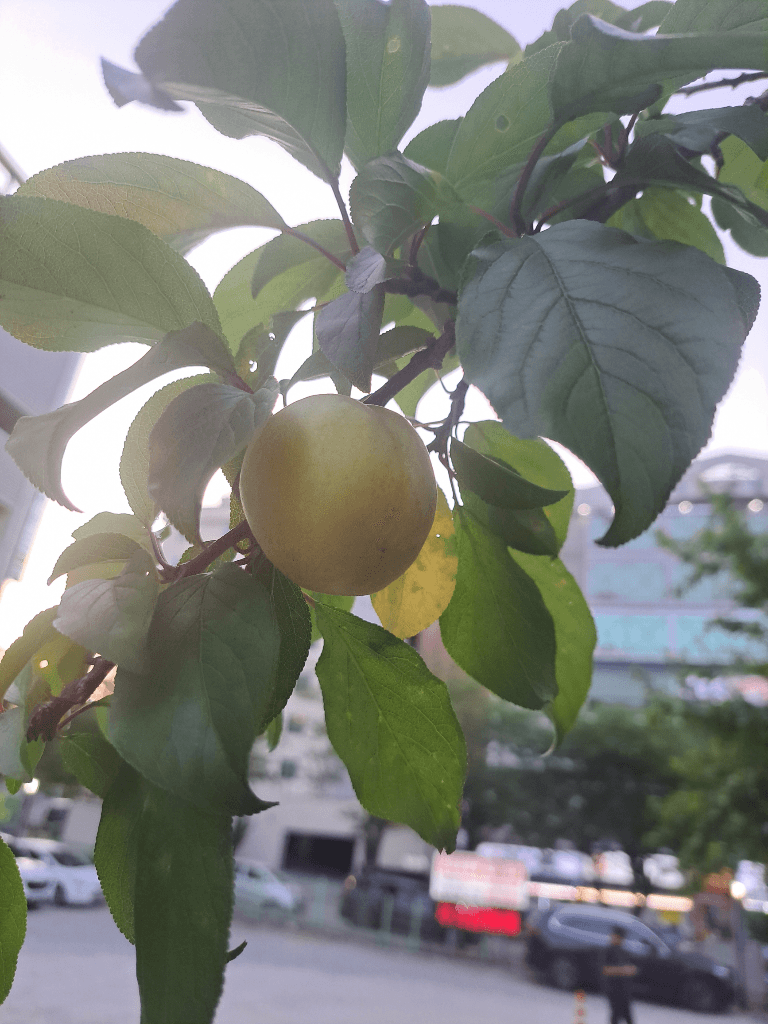 1번 째 사진