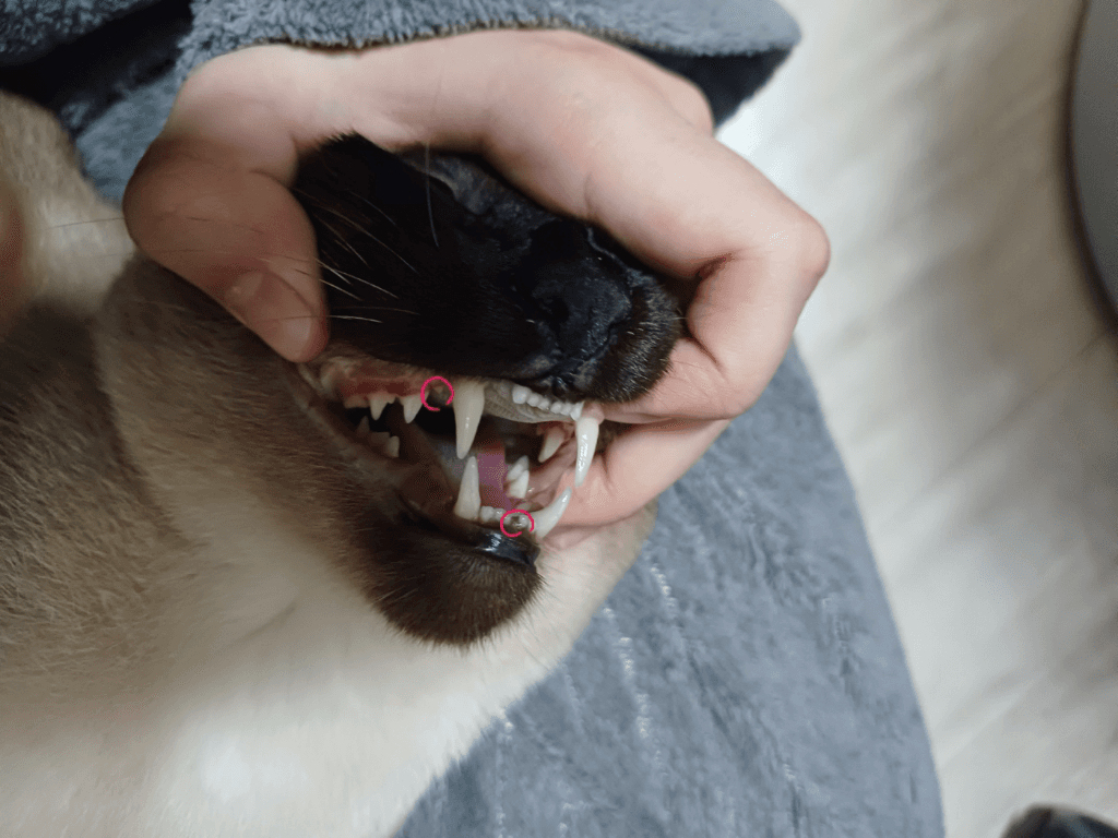 1번 째 사진