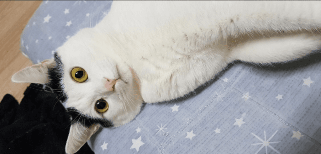 1번 째 사진