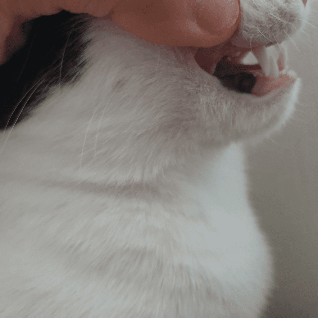 2번 째 사진
