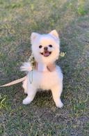 강력한닭246
