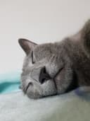 의젓한두더지238