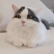 쾌활한고양이163