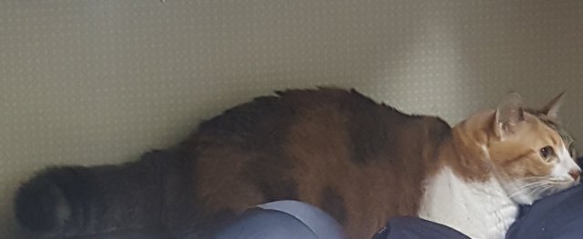 팔팔한호돌이183
