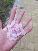 순박한침팬지178
