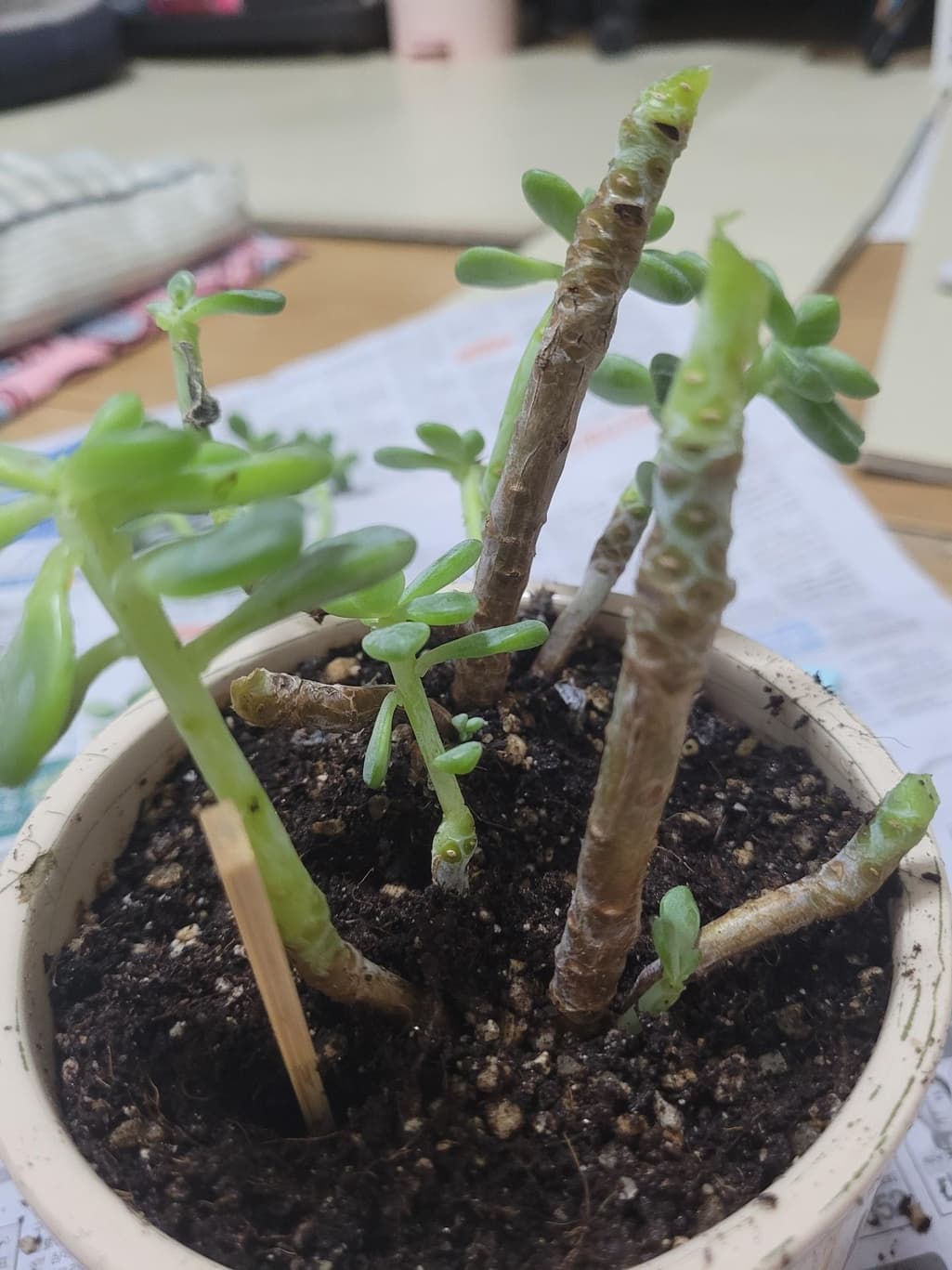 4번 째 사진