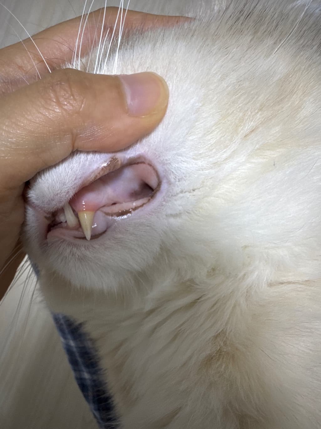 2번 째 사진