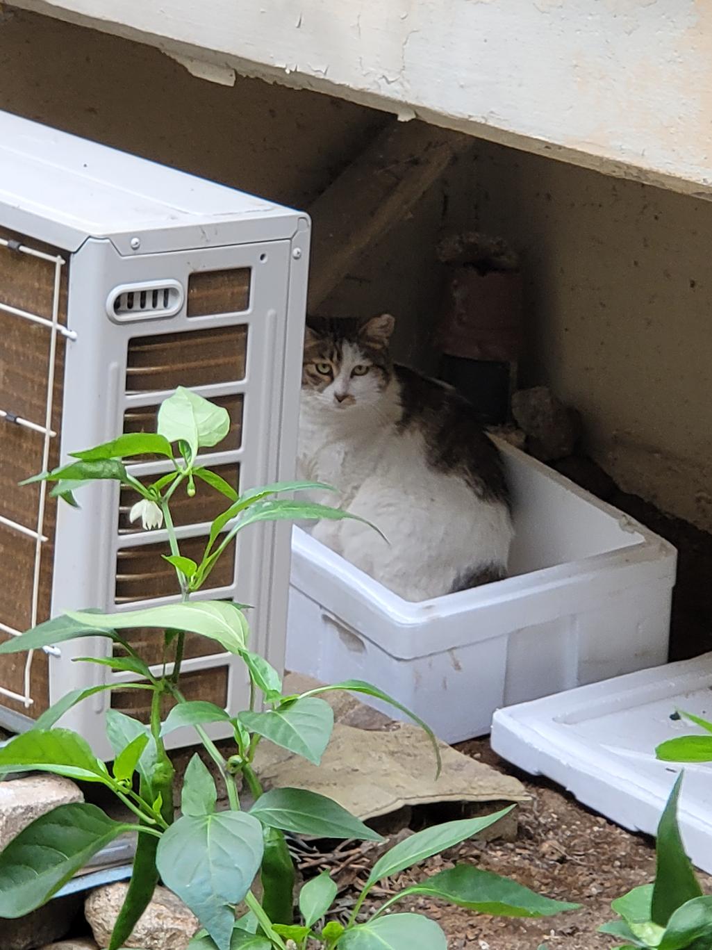 2번 째 사진