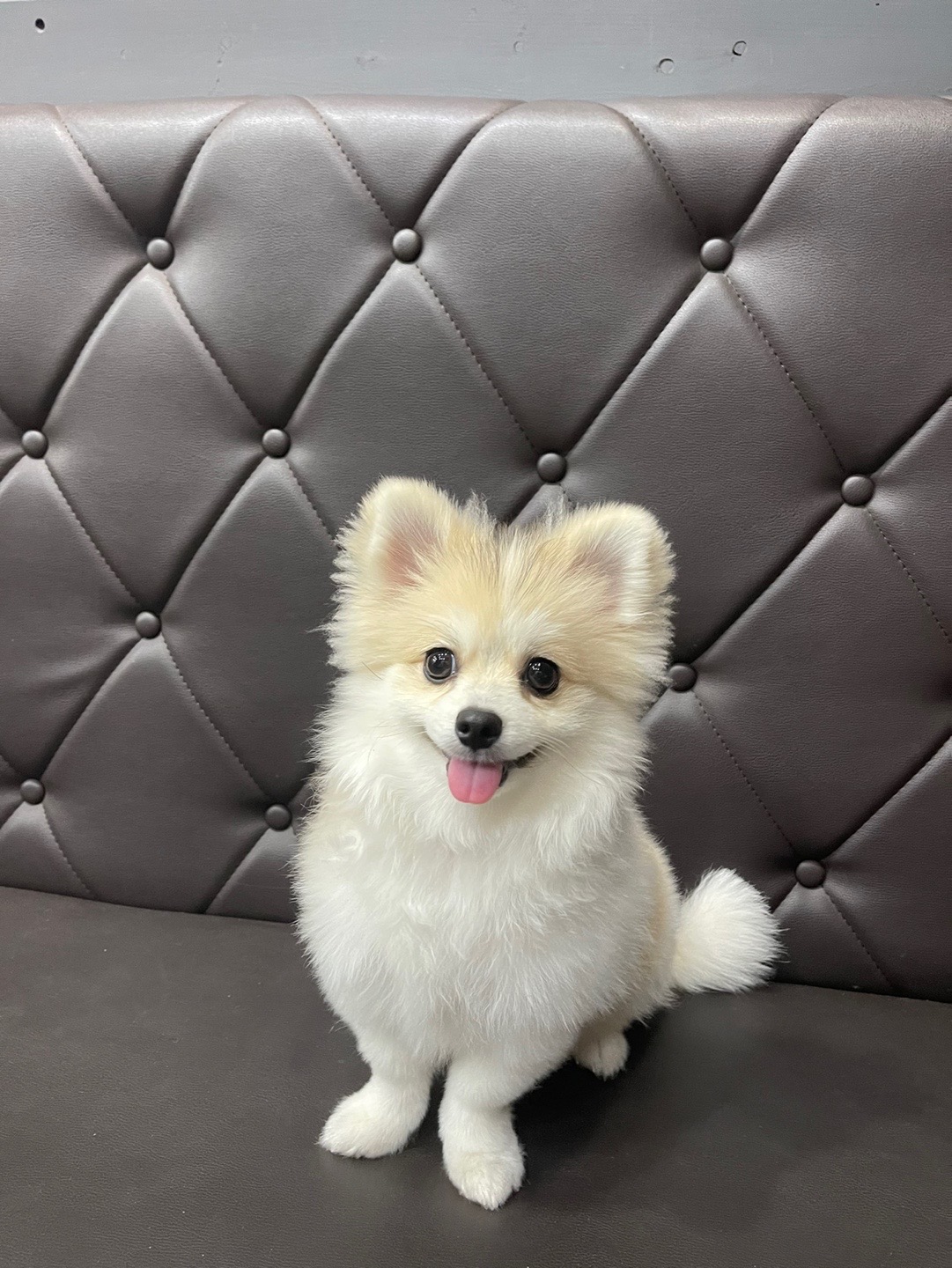 가끔욕심많은댕댕이