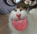 젤리미식가도로롱박사