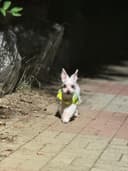 복덩마미