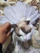 편안한고라니121
