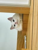 에노기