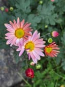 건장한오소리211